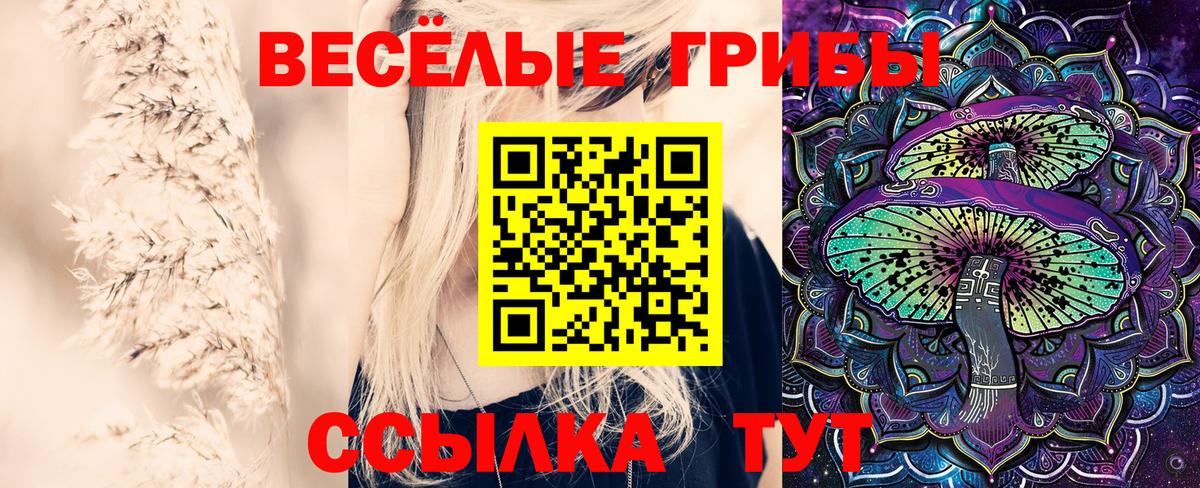 Галлюциногенные грибы Psilocybine cubensis Конаково
